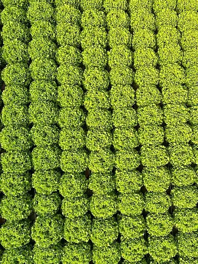 İklim Fide marul fidesi üretim serası