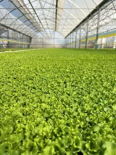 Marul fidesi yetiştirme tesisi Aksu