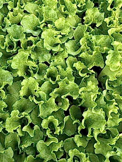 Marul fidesi üretiminden görüntü