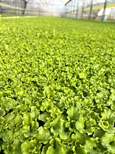 İklim Fide marul fidesi Antalya