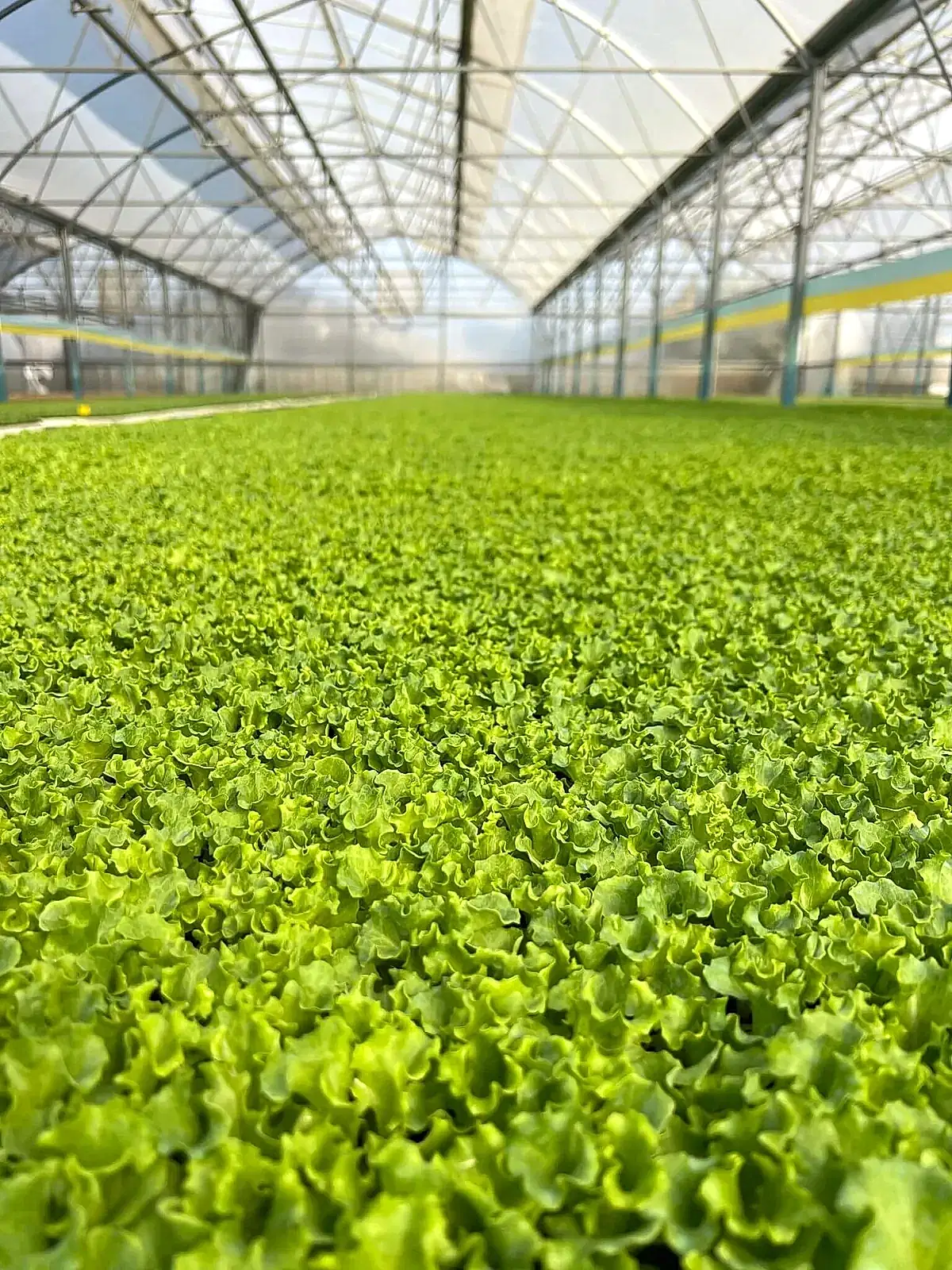 İklim Fide marul fidesi üretim tesisi Antalya Aksu