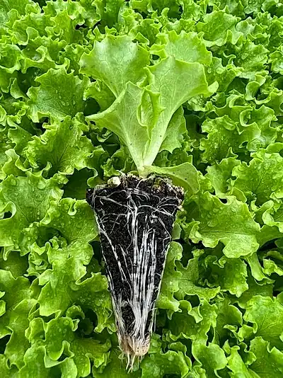 Vernalia İceberg Marul Fidesi