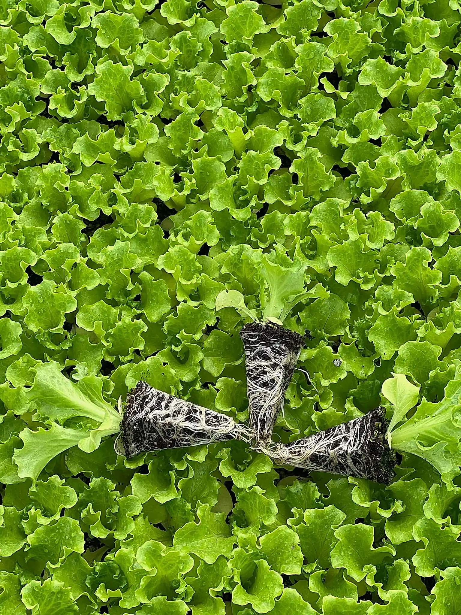 Kanaryole kıvırcık marul fidesi