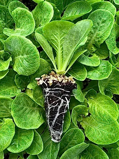 Presidential ve Cospirina Yedikule Düz Marul Fidesi
