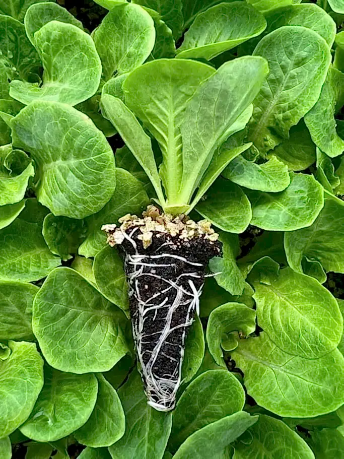 Presidential Yedikule marul fidesi